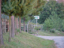 pine trees near entrance from road