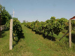 vineyard